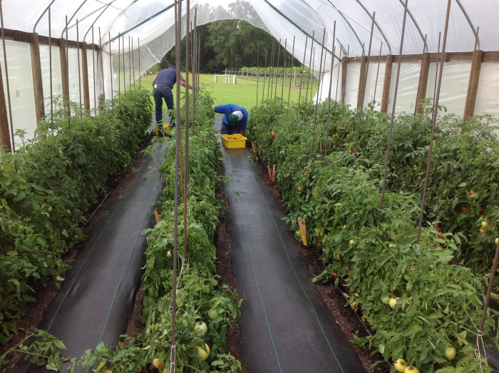 Harvesting tomatoes at tunnel