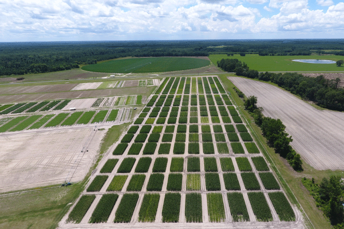 Drone Shot of Research Plots