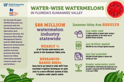 Watermelon Infographics