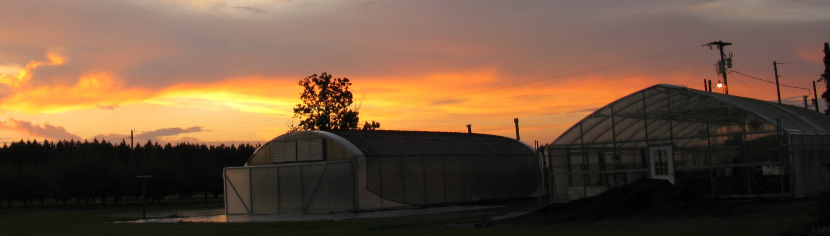 Greenhouses at dusk