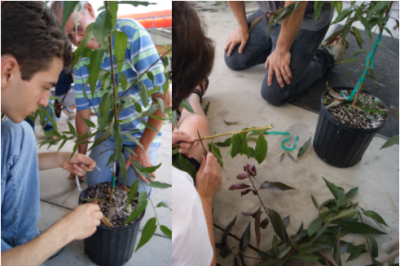 Students performing Fruit Grafting