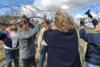Betsy Martin teaching how to prune Grapes