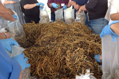 Participants filling Oyster bags with blend